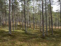 N, Innlandet, Sel, Peer Gynt Hytta 145, Saxifraga-Willem van Kruijsbergen