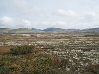 N, Innlandet, Sel, Peer Gynt Hytta 149, Saxifraga-Annemiek Bouwman