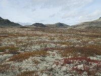 N, Innlandet, Sel, Peer Gynt Hytta 155, Saxifraga-Annemiek Bouwman