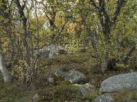 N, Innlandet, Sel, Peer Gynt Hytta 163, Saxifraga-Annemiek Bouwman