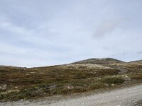 N, Innlandet, Sel, Peer Gynt Hytta 51, Saxifraga-Willem van Kruijsbergen