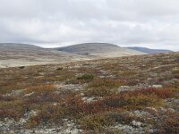 N, Innlandet, Sel, Peer Gynt Hytta 92, Saxifraga-Willem van Kruijsbergen