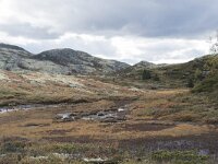 N, Innlandet, Sel, Smaahaarrtjonne 15, Saxifraga-Willem van Kruijsbergen