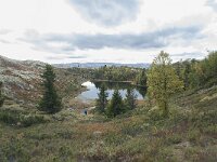 N, Innlandet, Sel, Smaahaarrtjonne 19, Saxifraga-Annemiek Bouwman