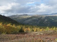 N, Innlandet, Sel, Smaahaarrtjonne 25, Saxifraga-Annemiek Bouwman