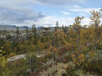 N, Innlandet, Sel, Smaahaarrtjonne 27, Saxifraga-Annemiek Bouwman