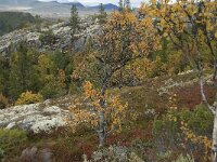 N, Innlandet, Sel, Smaahaarrtjonne 28, Saxifraga-Annemiek Bouwman