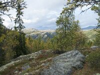 N, Innlandet, Sel, Smaahaarrtjonne 29, Saxifraga-Annemiek Bouwman