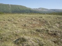 N, Nordland, Andoy, Bleikmorenen 11, Saxifraga-Willem van Kruijsbergen