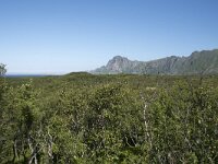 N, Nordland, Andoy, Bleikmorenen 4, Saxifraga-Willem van Kruijsbergen