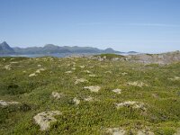 N, Nordland, Oksnes, Gisloya 28, Saxifraga-Willem van Kruijsbergen