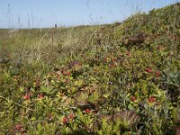 N, Nordland, Oksnes, Gisloya 44, Saxifraga-Willem van Kruijsbergen