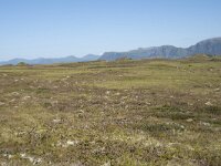 N, Nordland, Oksnes, Gisloya 50, Saxifraga-Willem van Kruijsbergen
