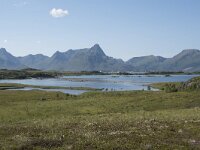 N, Nordland, Oksnes, Gisloya 52, Saxifraga-Willem van Kruijsbergen