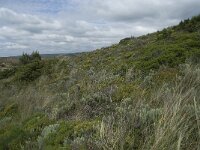 P, Faro, Aljezur, Carrapateira 284, Saxifraga-Willem van Kruijsbergen