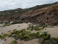 P, Faro, Aljezur, Carrapateira, Praia da Bordeira 39, Saxifraga-Willem van Kruijsbergen