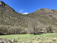 P, Guarda, Manteigas, Sao Pedro 12, Saxifraga-Kees Marijnissen