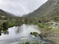 P, Guarda, Manteigas, Sao Pedro 19, Saxifraga-Kees Marijnissen