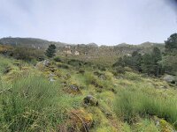 P, Guarda, Manteigas, Sao Pedro 3, Saxifraga-Kees Marijnissen