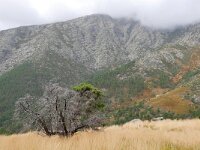 E, Avila, Guisando, Galayos valley 31, Saxifraga-Tom Heijnen