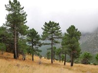 E, Avila, Guisando, Galayos valley 40, Saxifraga-Tom Heijnen