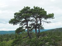 S, Vasternorrlands lan, Kramfors, Hogklinten 3, Saxifraga-Hans Dekker