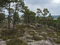 S, Vasternorrlands lan, Kramfors, Skuleskogen 11, Saxifraga-Jan van der Straaten