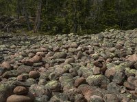 S, Vasternorrlands lan, Kramfors, Skuleskogen 15, Saxifraga-Marijke Verhagen