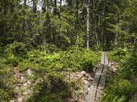 S, Vasternorrlands lan, Kramfors, Skuleskogen 2, Saxifraga-Jan van der Straaten