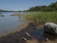 S, Vasternorrlands lan, Ornskoldsvik, Skuleskogen 12, Saxifraga-Jan van der Straaten