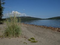 S, Vasternorrlands lan, Ornskoldsvik, Skuleskogen 15, Saxifraga-Marijke Verhagen