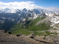 CH, Bern, Lauterbrunnen, Schilthorn 2, Saxifraga-Bart Vastenhouw