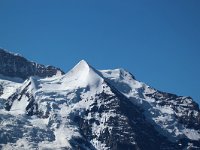 CH, Bern, Lauterbrunnen, Silberhorn 1, Saxifraga-Bart Vastenhouw