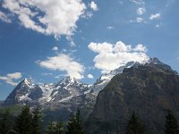 CH, Bern, Lauterbrunnen, Wengen 2, Saxifraga-Bart Vastenhouw