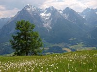 CH, Graubuenden, Scuol, Motta Naluns 3, Saxifraga-Hans Dekker