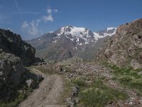 CH, Graubuenden, Val Muestair, Stilfserjoch 21, Saxifraga-Luuk Vermeer