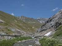 CH, Graubuenden, Val Muestair, Stilfserjoch 4, Saxifraga-Luuk Vermeer