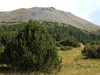 CH, Graubuenden, Zernez, SNP, Alp de la Schera 1, Saxifraga-Jan van der Straaten