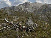 CH, Graubuenden, Zernez, SNP, Munt Chavagl 3, Saxifraga-Jan van der Straaten