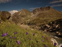 CH, Graubuenden, Zernez, Susasca Fluelapass 2, Saxifraga-Bas Klaver