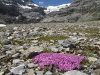 CH, Wallis, Leukerbad, Lammerenboden 10, Saxifraga-Willem van Kruijsbergen