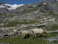 CH, Wallis, Leukerbad, Wildstrubel 1, Saxifraga-Willem van Kruijsbergen