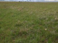 NL, Friesland, Noardeast-Fryslan, Bantpolder 3, Saxifraga-Hans Boll