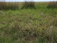 NL, Friesland, Noardeast-Fryslan, Bantpolder 7, Saxifraga-Hans Boll