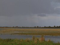 NL, Friesland, Noardeast-Fryslan, Ezumakeeg 13, Saxifraga-Hans Boll