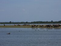 NL, Friesland, Noardeast-Fryslan, Ezumakeeg 8, Saxifraga-Hans Boll