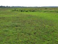 NL, Friesland, Noardeast-Fryslan, Zoutkamperplaat 12, Saxifraga-Hans Boll