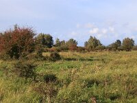 NL, Friesland, Noardeast-Fryslan, Zoutkamperplaat 13, Saxifraga-Hans Boll