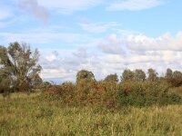 NL, Friesland, Noardeast-Fryslan, Zoutkamperplaat 15, Saxifraga-Hans Boll