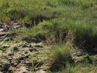 NL, Friesland, Noardeast-Fryslan, Zoutkamperplaat 27, Saxifraga-Hans Boll